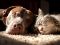 Belleza y Salud-SlowLife-Pagina de contratacion-ayuda_canina_IA