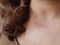 Belleza y Salud-SlowLife-Pagina de contratacion-manchas_piel_IA